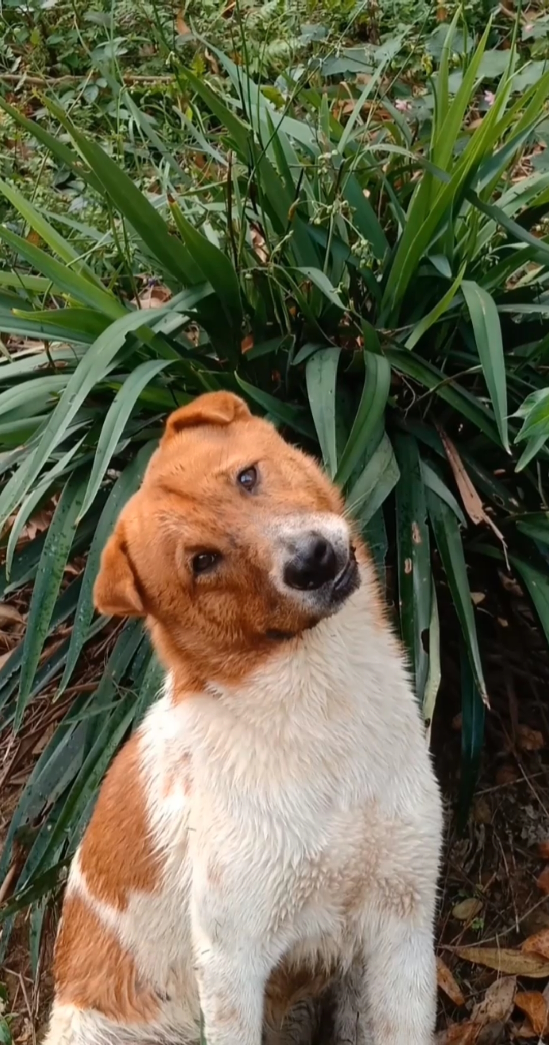 狗歪着头看人有什么说法?