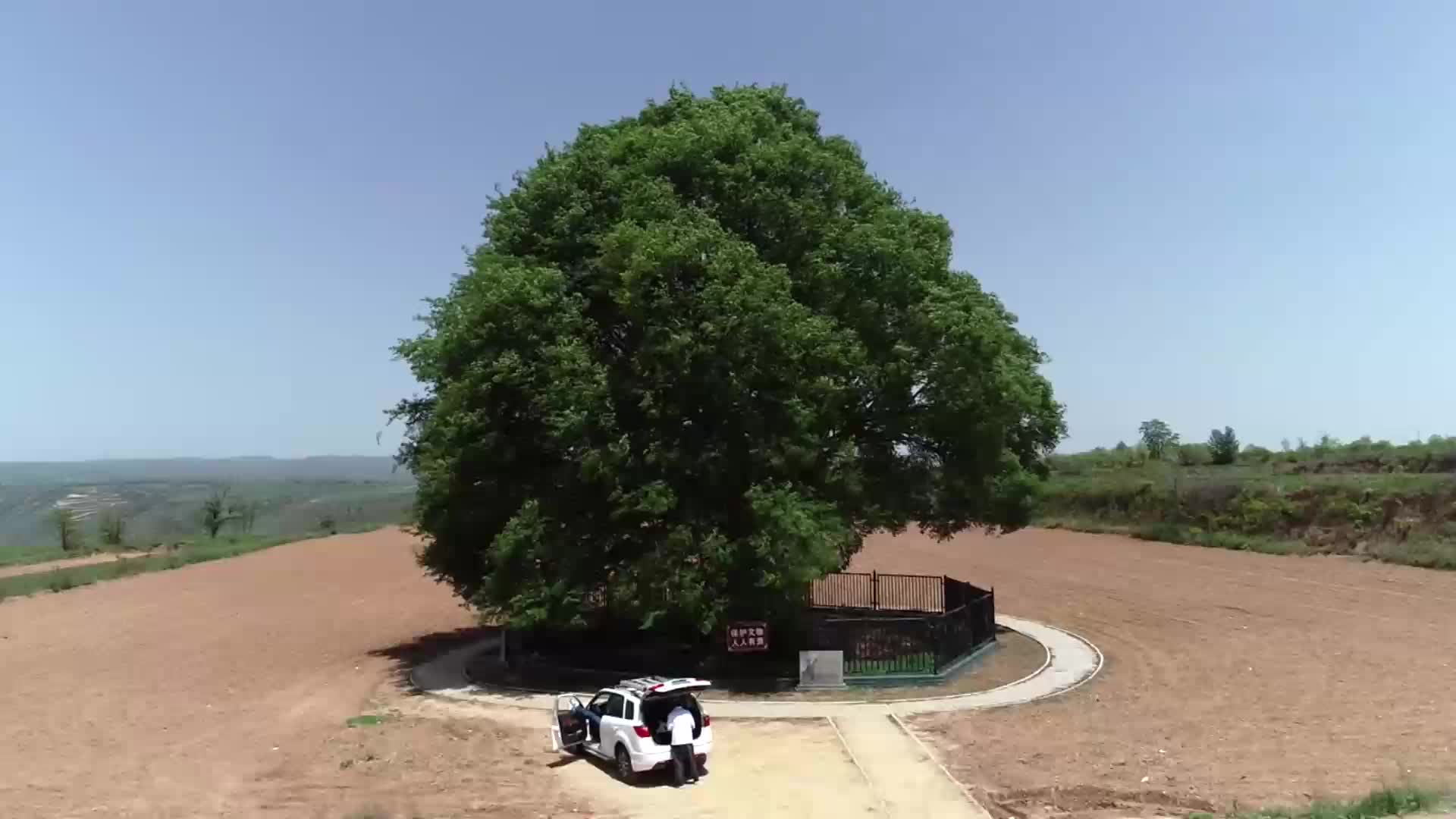 咸阳市永寿县:航拍古豹榆木树,种植于十六国时期