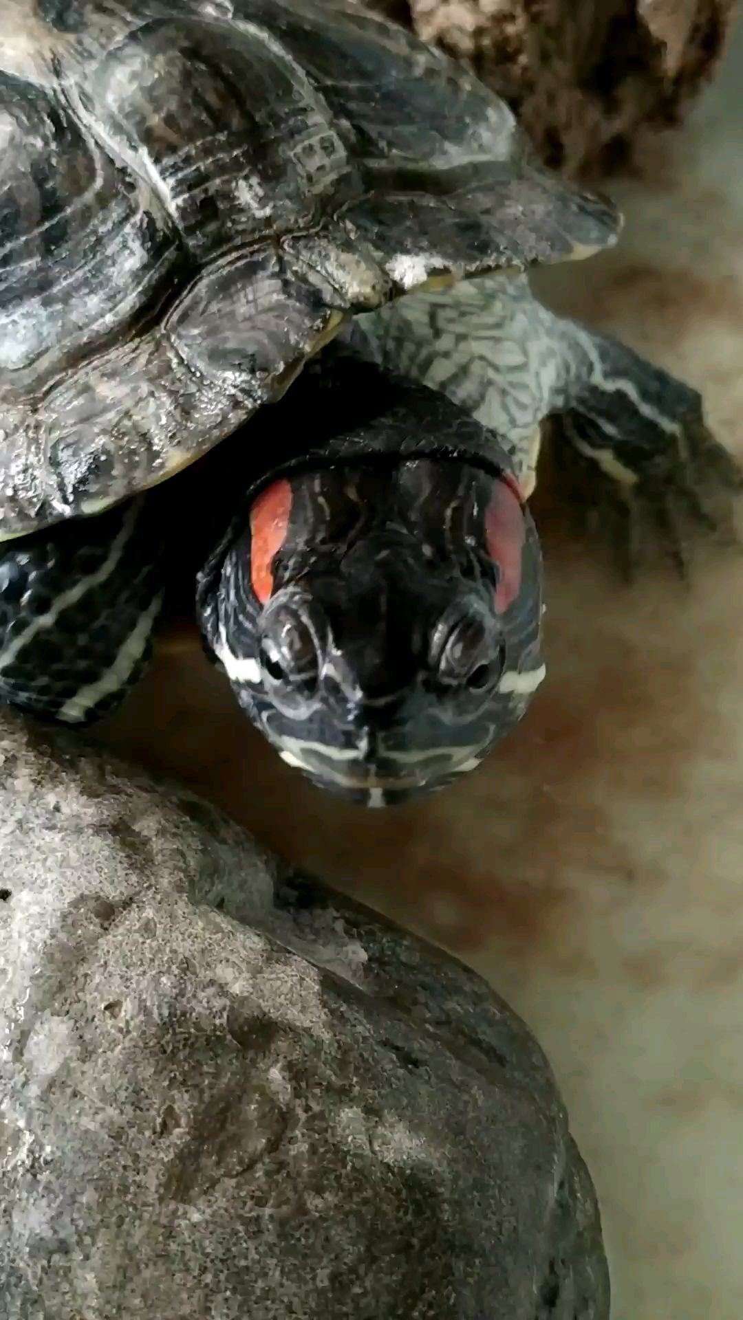 大口吃肉,好肥好肥的乌龟