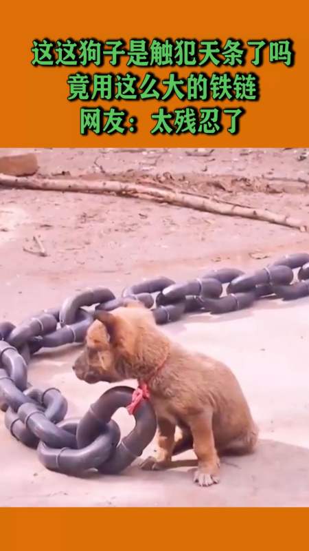 竟用这么大的铁链,网友:这是人干的事?-度小视
