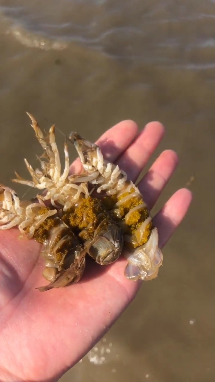 三只怀孕了的皮皮虾