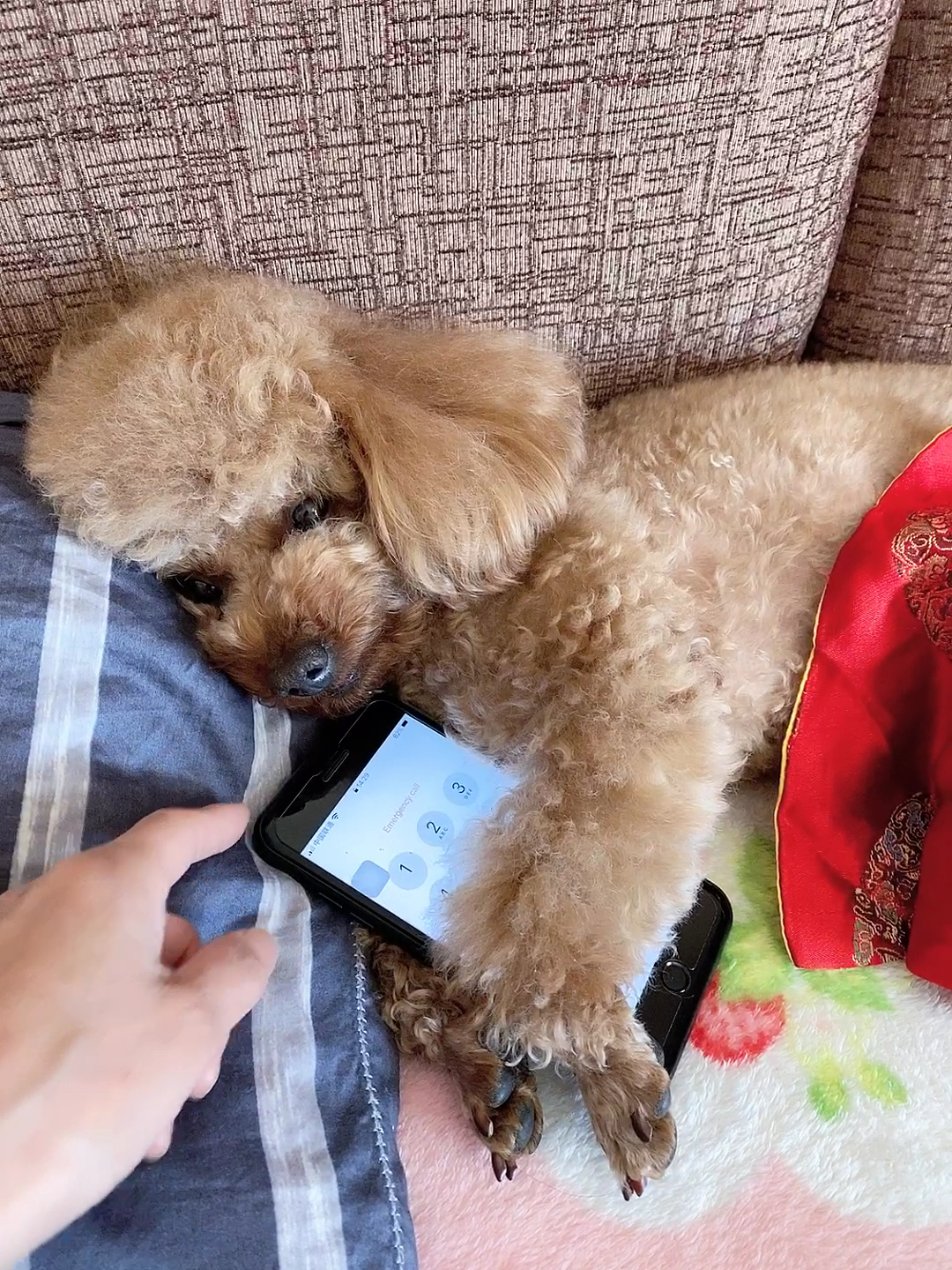 家有萌娃#睡觉抱着手机等老姨电话