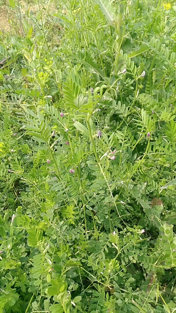 野生的豌豆,大家见过吗?