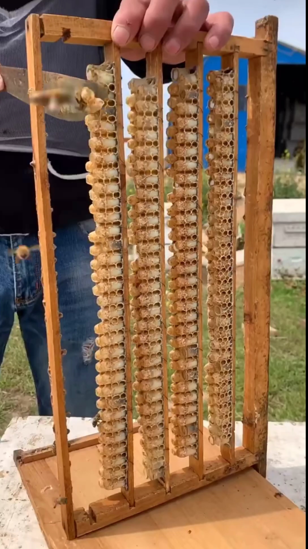 一排排的蜂王台.