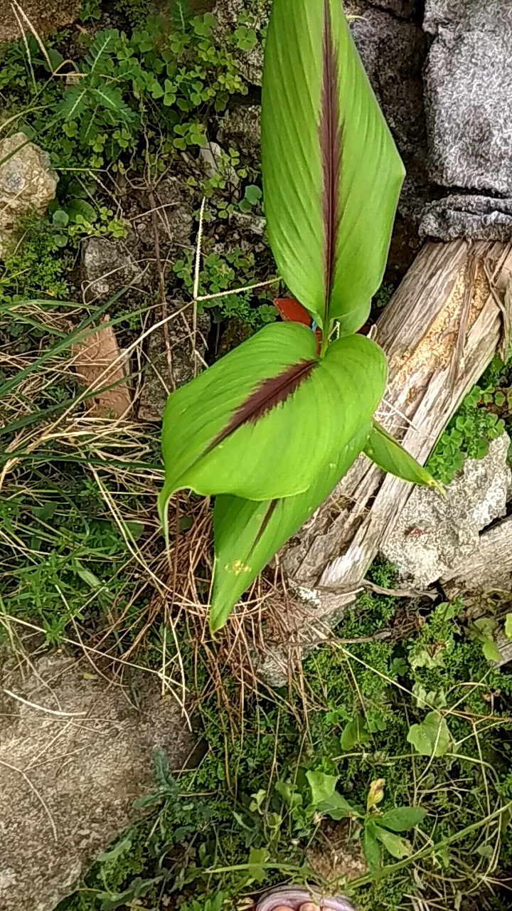 香港味道#听说这是风姜,坐月子吃了能祛风驱寒.