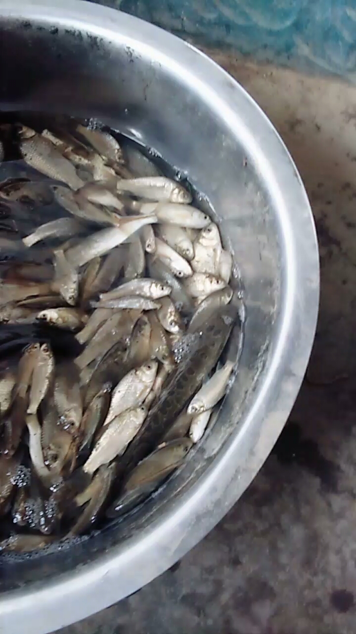 河里抓饿小鱼仔
