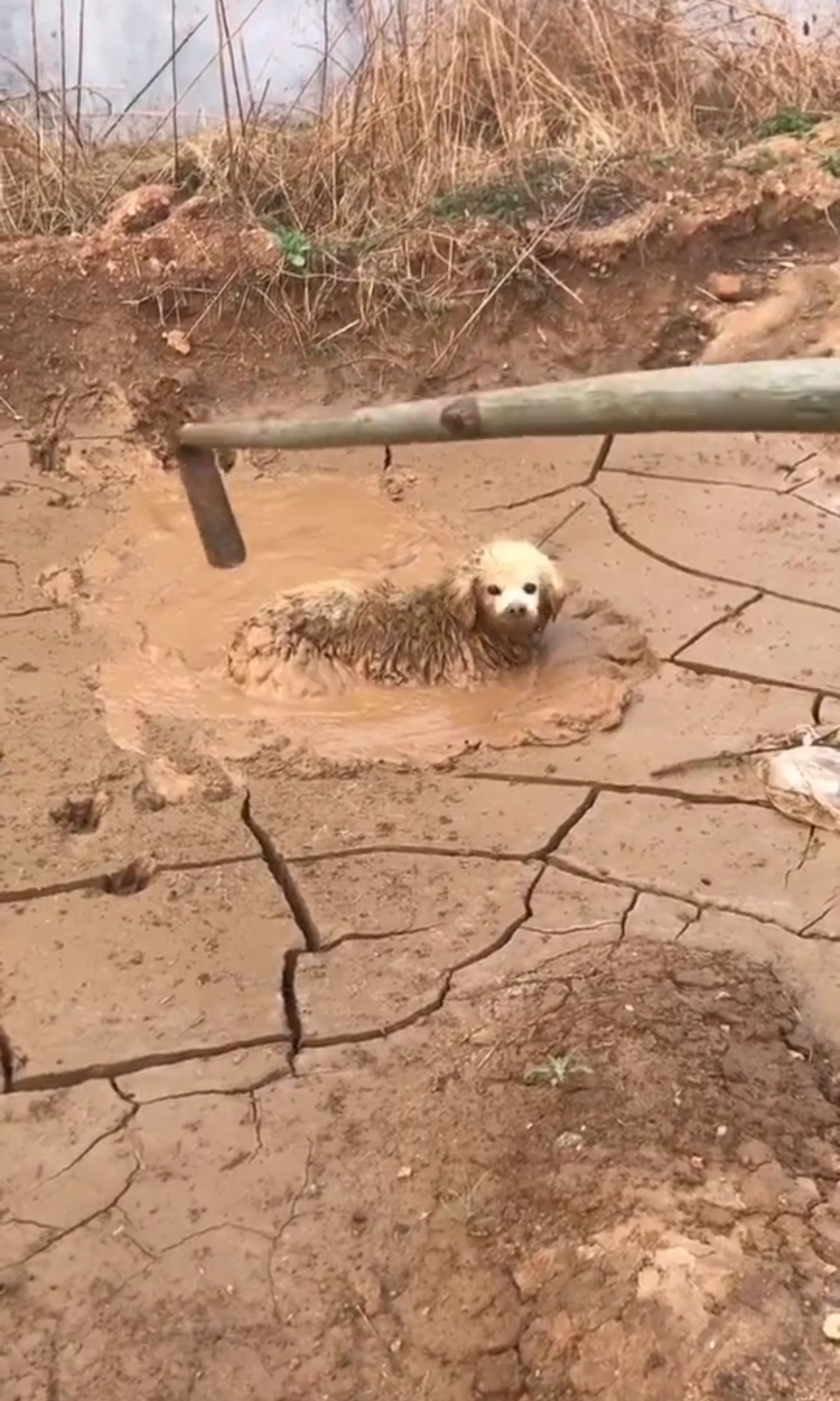 落水狗图片落汤鸡图片