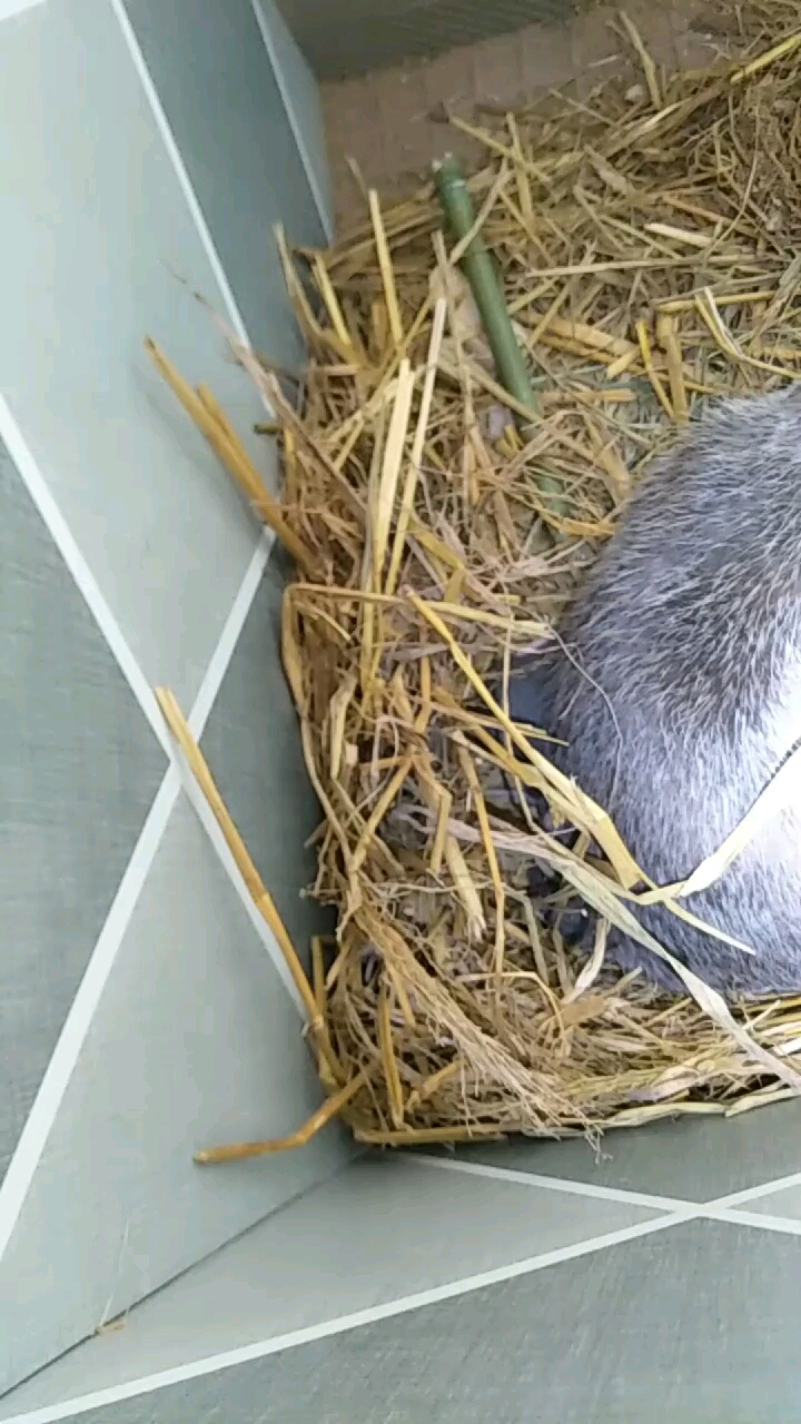 带仔母鼠辛苦了