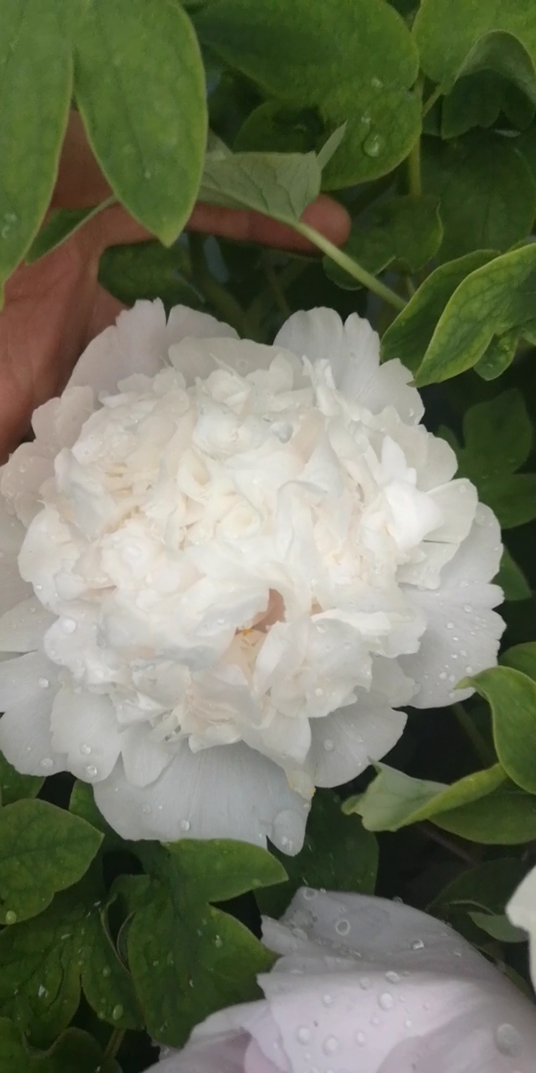 春暖花开#雪塔牡丹花瓣多到数不过来.