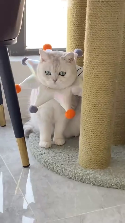 我家萌宠成精了当百万网红猫咪遇到狂热粉丝风车车多少带点傲娇在身上