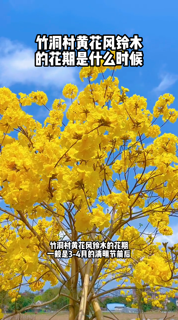竹洞村黄花风铃木的花期是什么时候