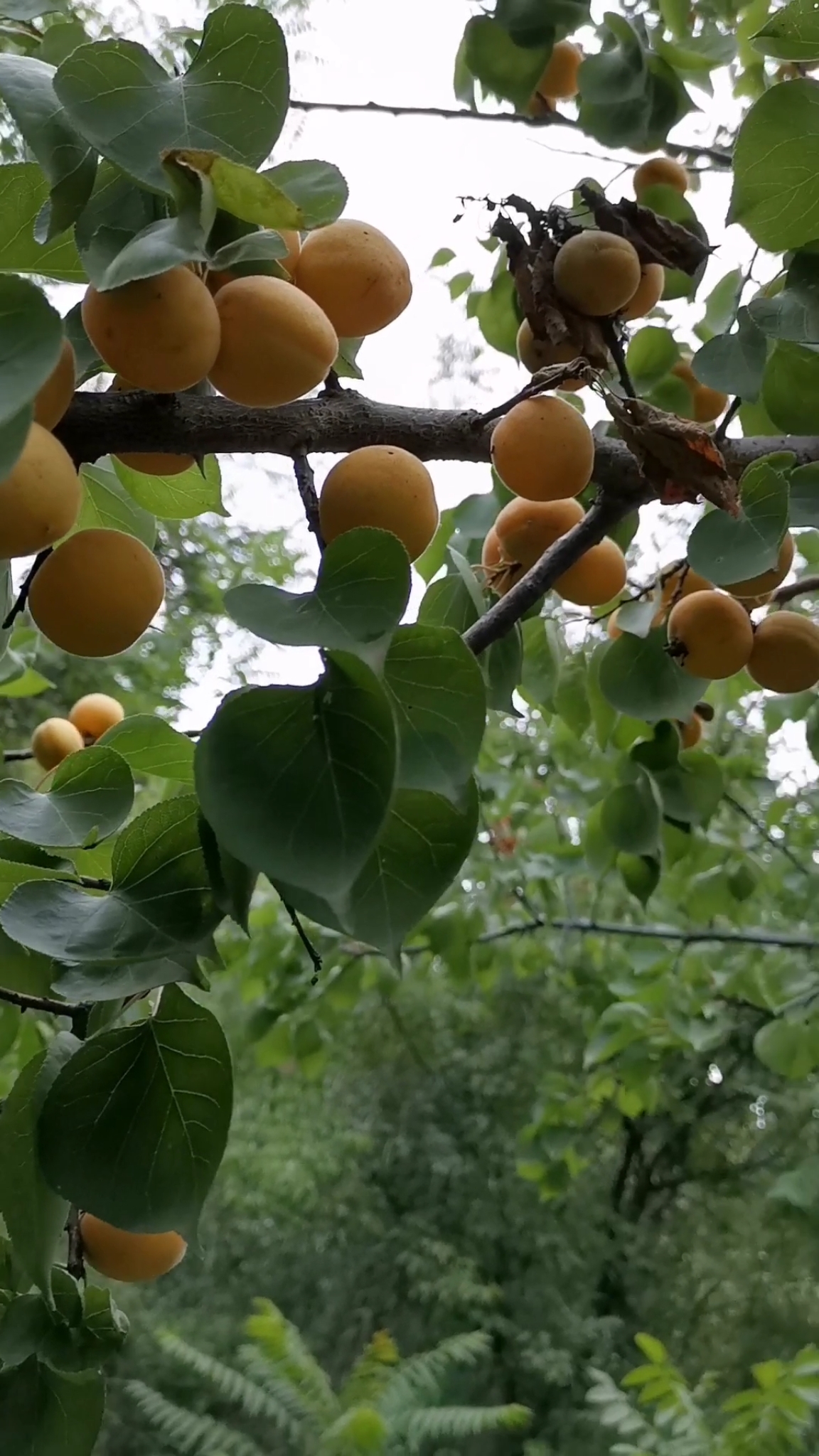 农村#焦作大行山村里的杏儿黄了