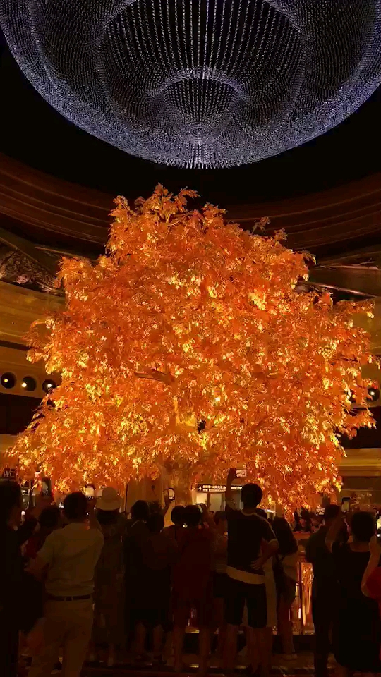 旅游进行时#香港黄金树好美