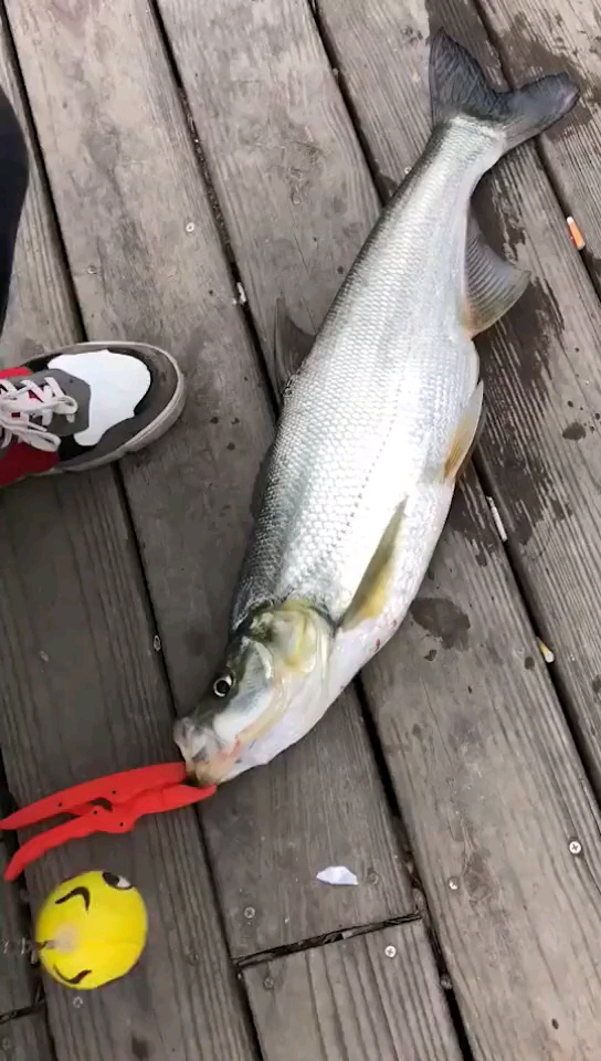 米翘的梦要实现了吗