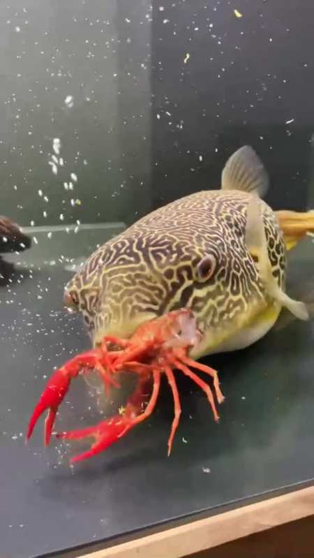 皇冠狗头宝粉们问:如果不拔掉钳子会怎么样元宝:会让我更撑