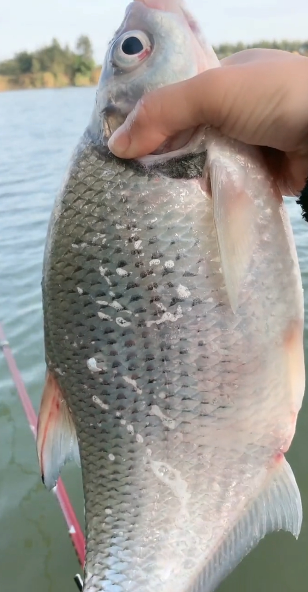 立春#纯野钓的大鲂鱼!