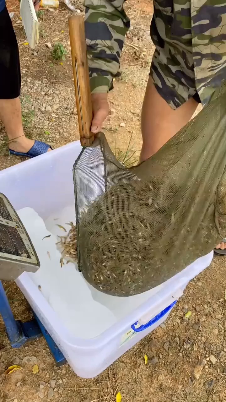 木头鱼以前小河里常见,如今成了多少70,80后的回忆