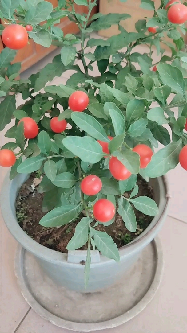 这盆红豆豆多好看