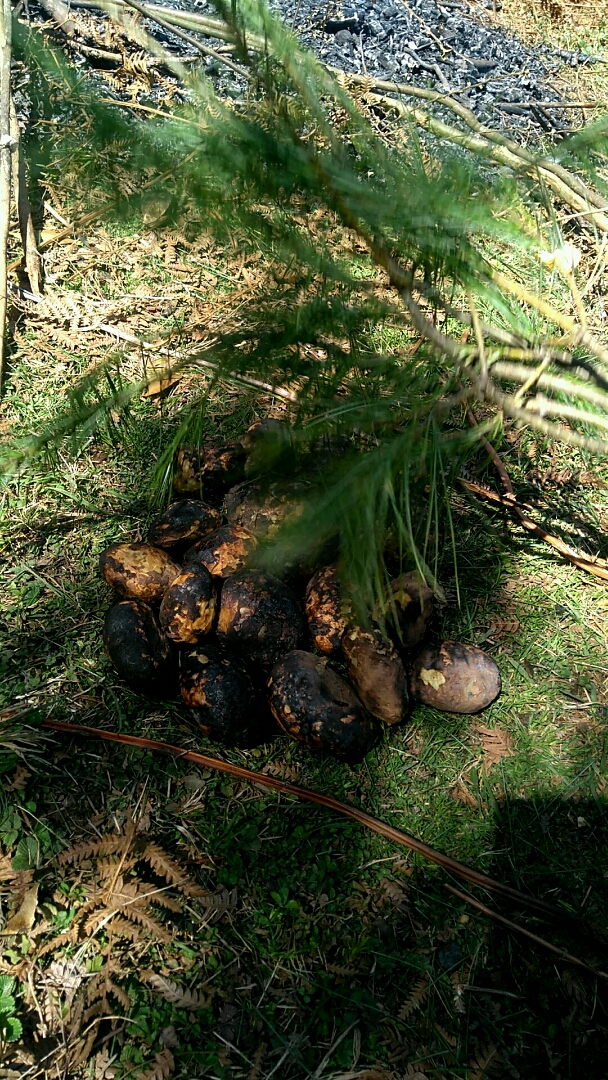 山上烧的洋芋经过这样处理后吃起来更香!