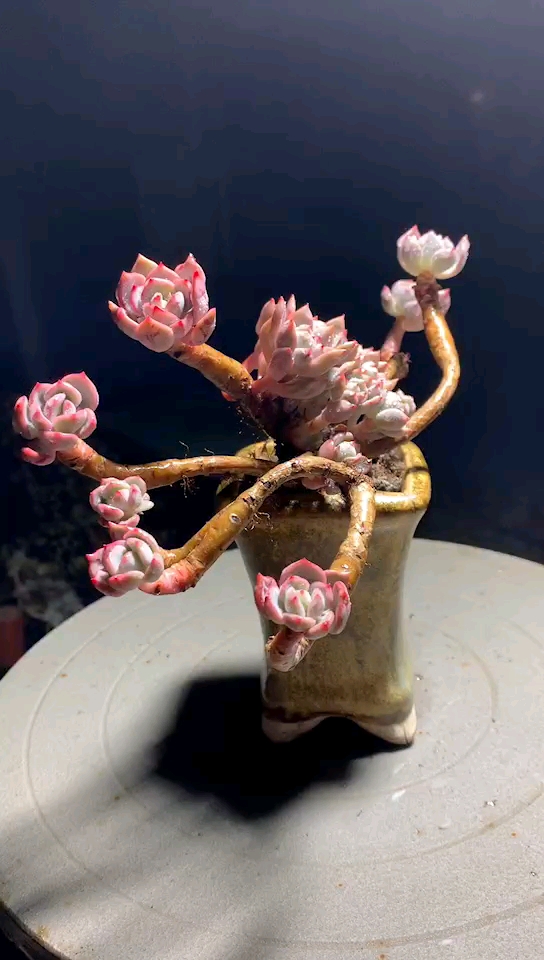 蜜桃格林老桩35(不含盆)