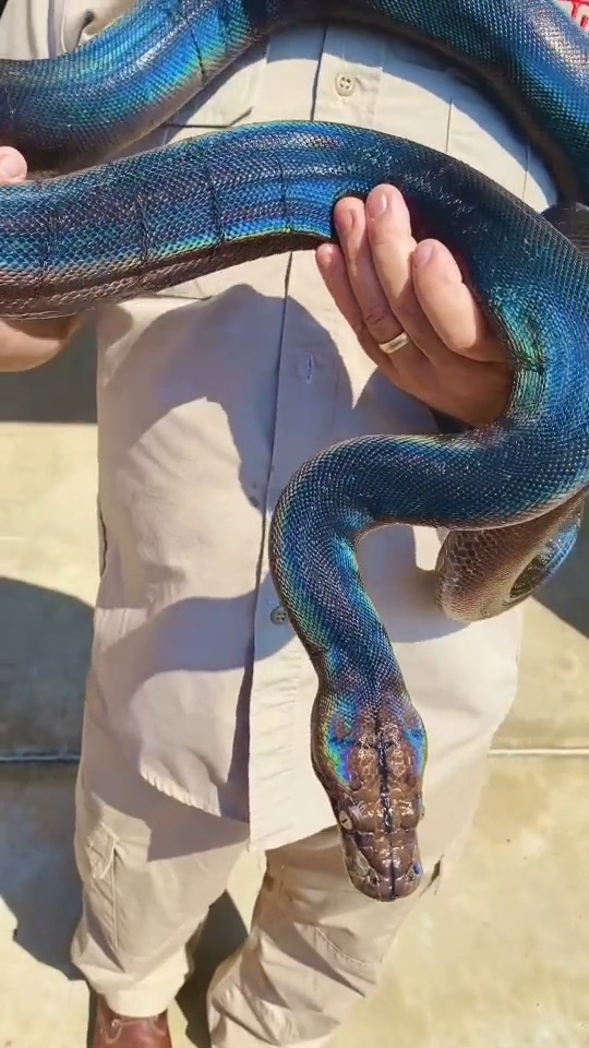 动物世界超级美丽酷炫的彩虹大蟒蛇七彩吞天蟒