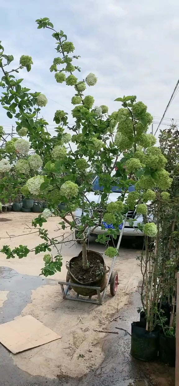 中华木绣球. 斗球