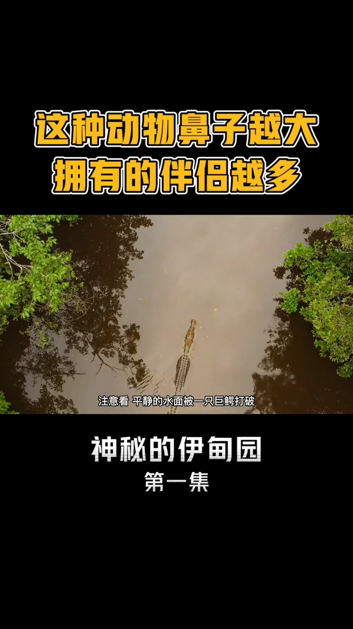 高分纪录片《伊甸园:最后的秘境》:有6000种世界唯一物种的岛屿(1)