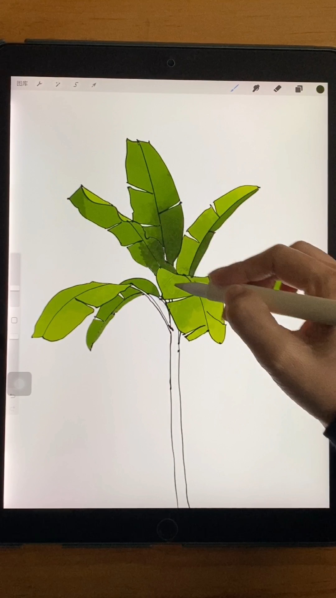 绘画#芭蕉树手绘画法#景观园林#园林设计手绘#手绘#零基础画画