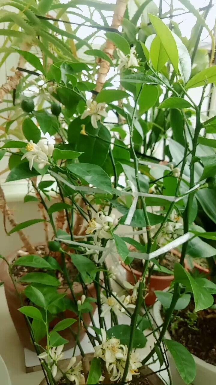 最爱之城#柠檬花香——清新