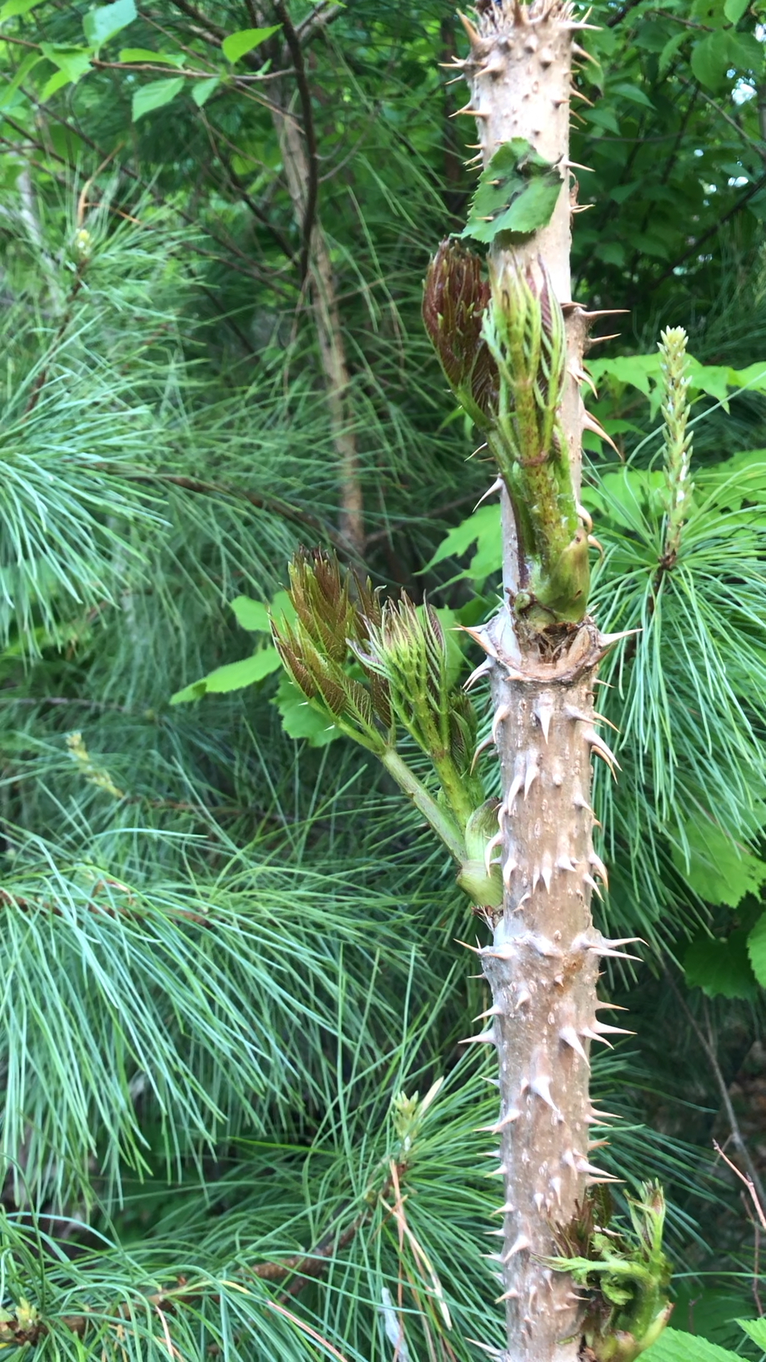 我要过六一#野生刺嫩芽!