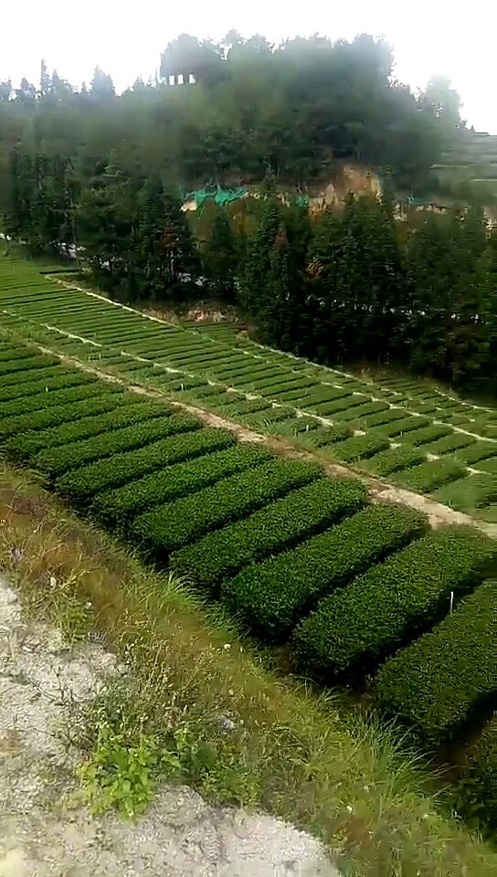 铁观音梯田式茶园
