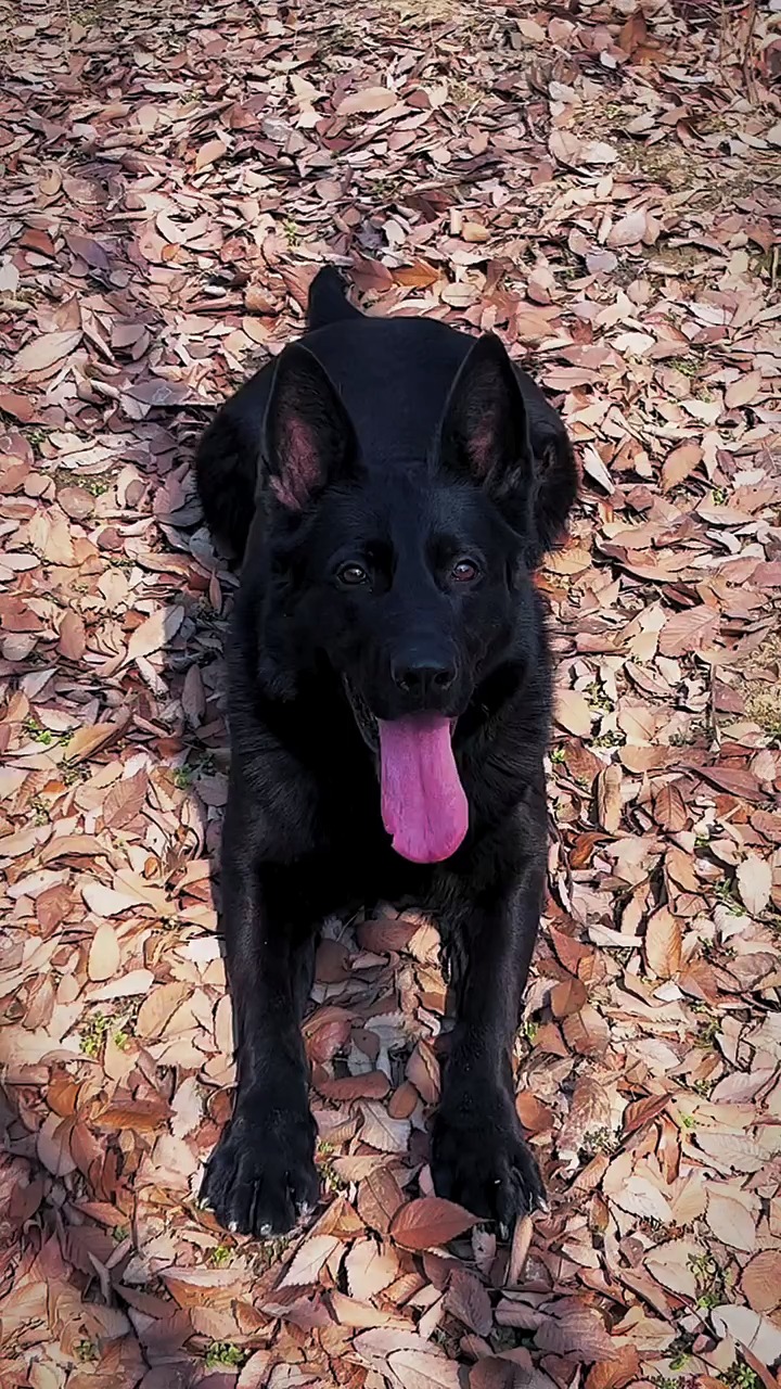 东德牧羊犬#东德牧羊犬