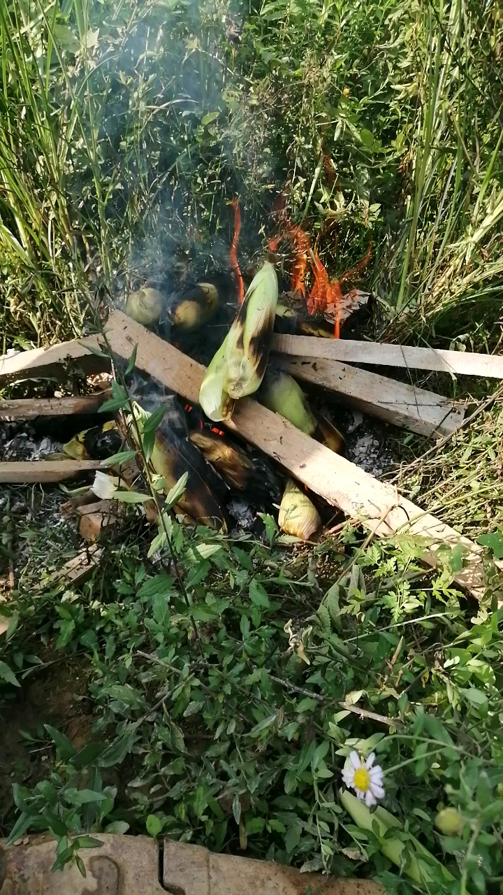 野外烤玉米了,想吃的报名