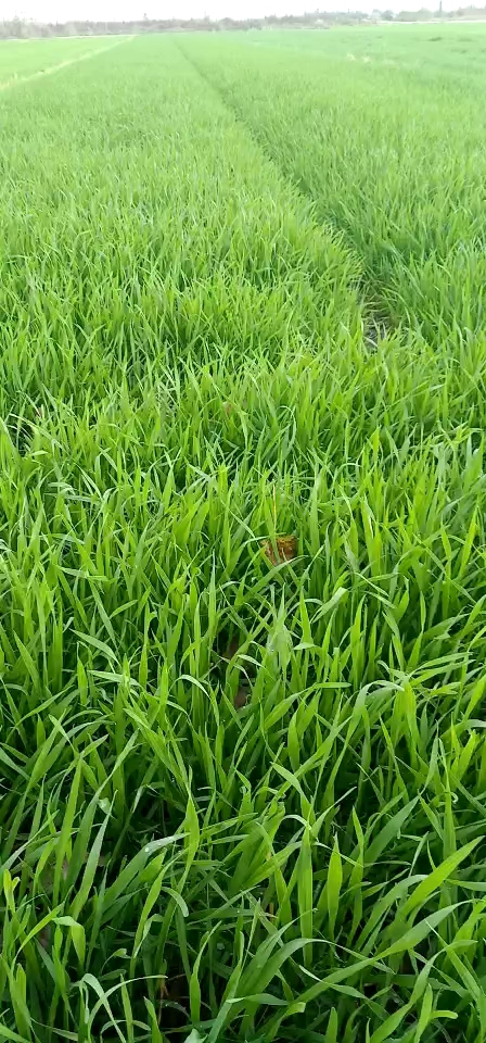 猜猜是什么绿油油的一片.