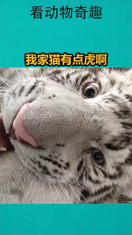 我要上热门#我家猫有点虎啊