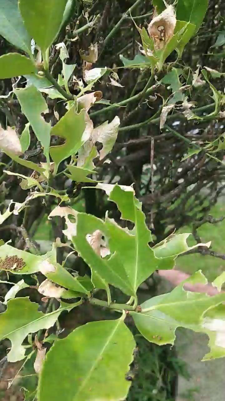 我要上热门#可怜的树被虫子吃成这样.