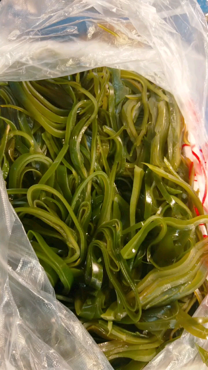 现切新鲜海带丝