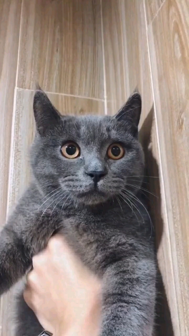 会撩妹眨眼 的猫咪