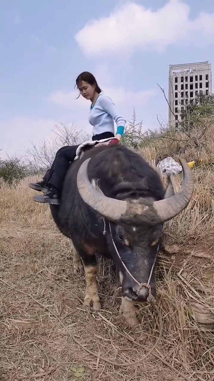 农村姑娘养了十年的老牛,看到眼前这一幕,我承认我羡慕了