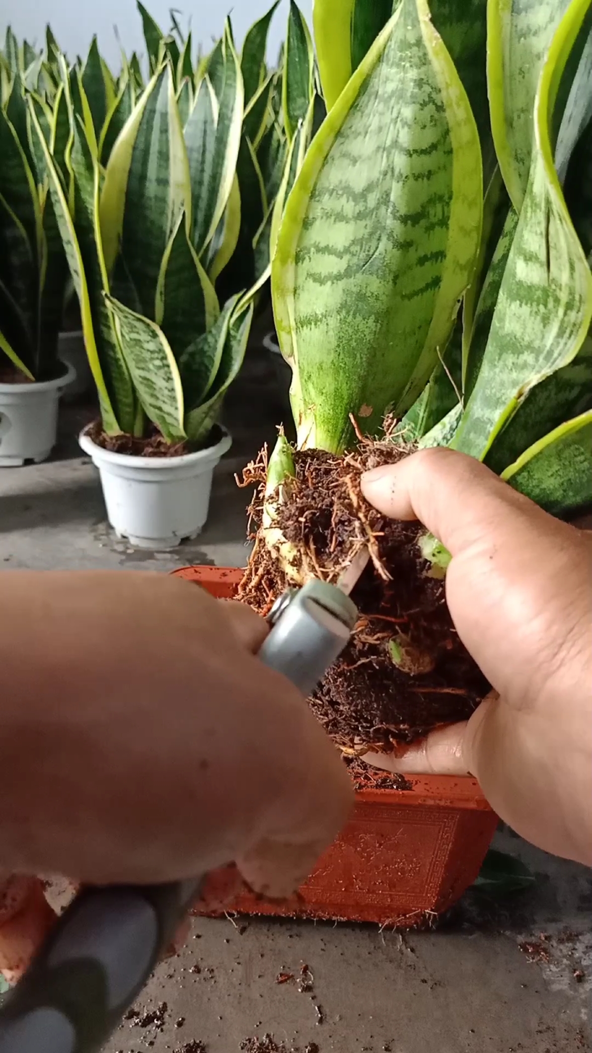 最潮劳动者#虎皮兰分株繁殖技术,你看懂了吗?