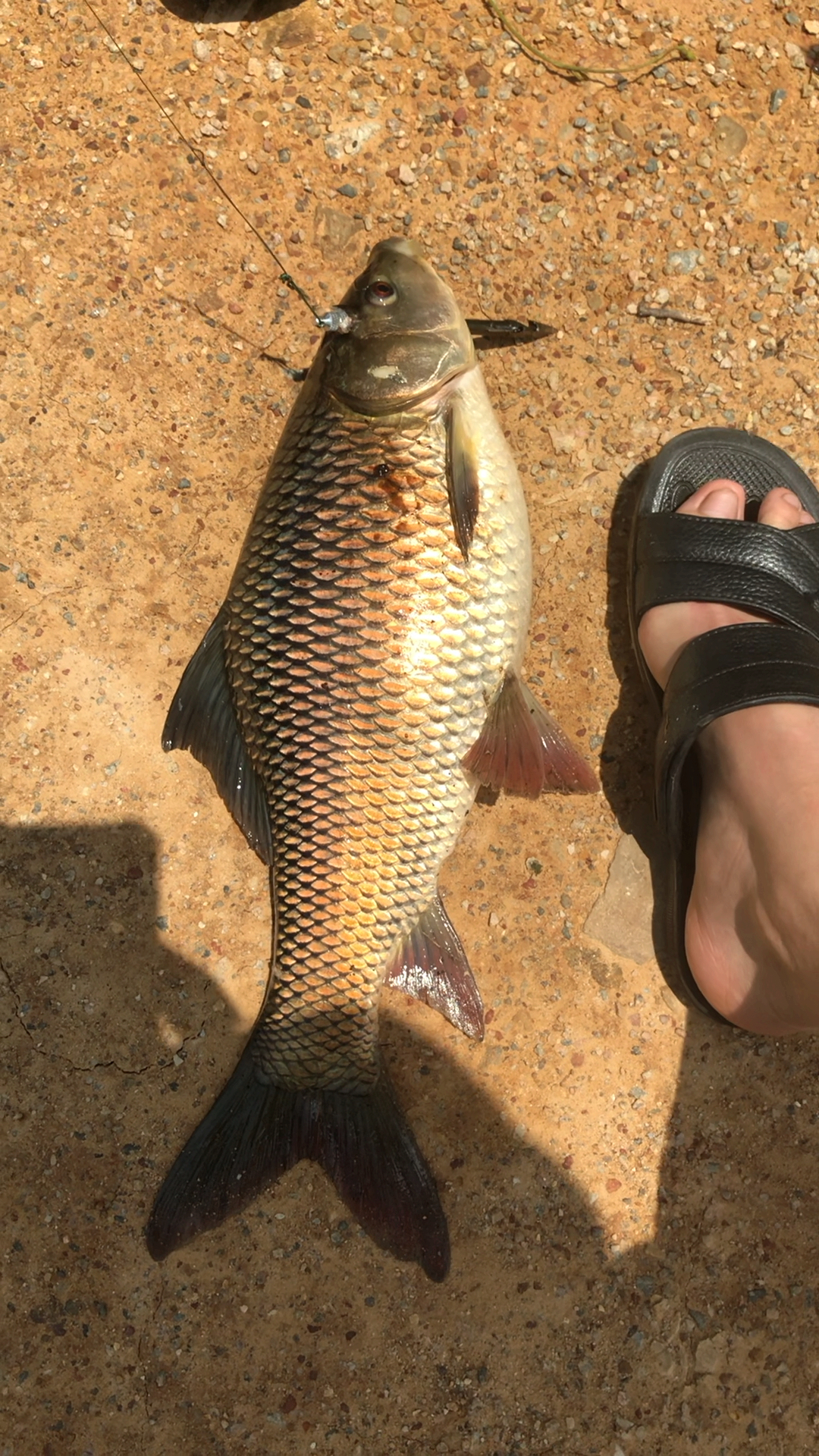 万物皆可烧烤#泰国鳞鱼,你们见过吗?