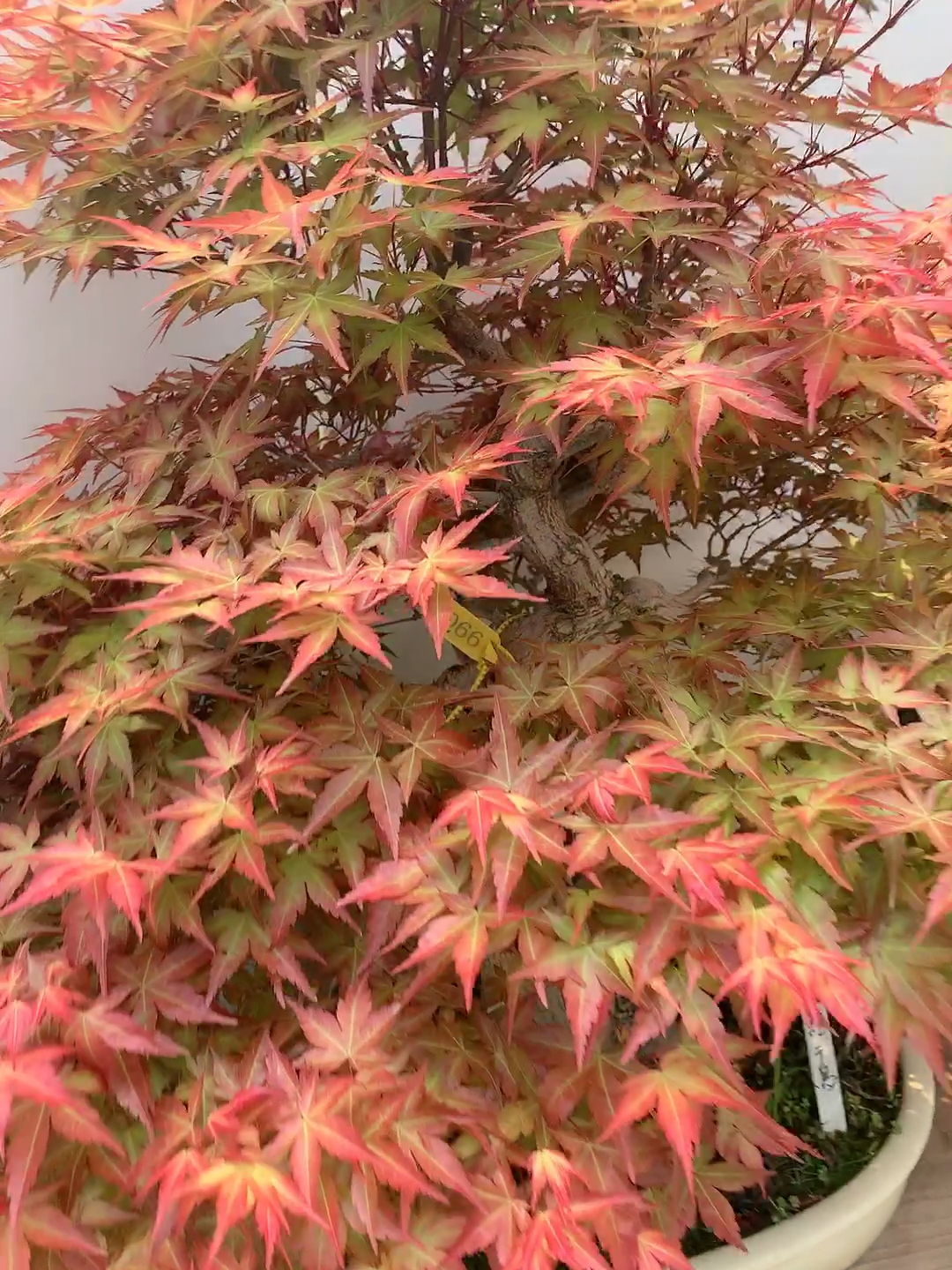 我要上热门#精品矮霸红千鸟