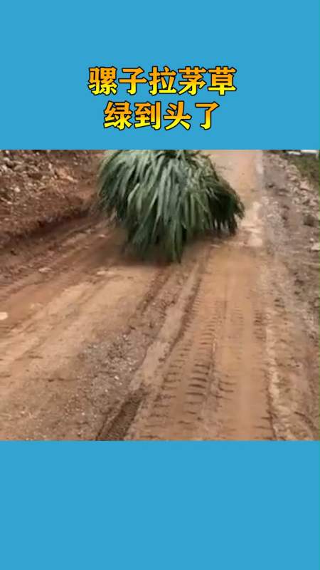 我要上热门#生产队的驴在暗箱操作