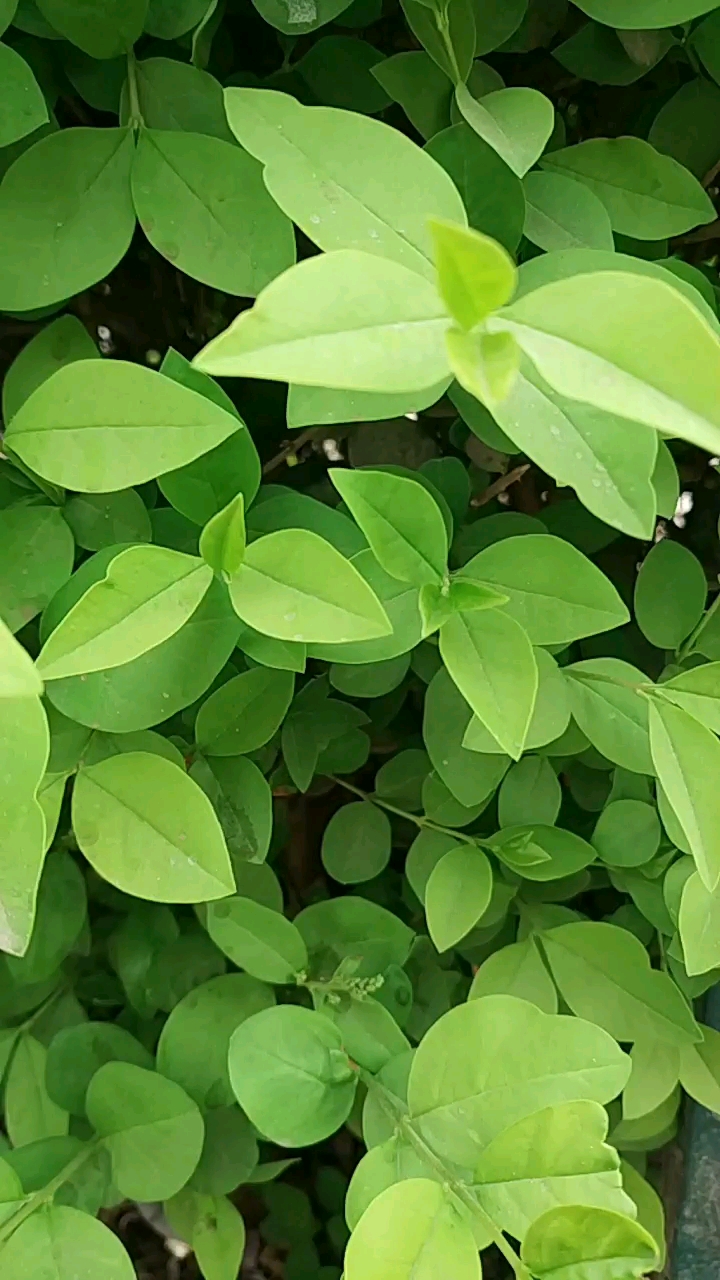 嫩嫩的,绿绿的绿叶,看着特别好看!