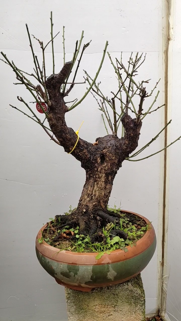 梅花,原生骨里红