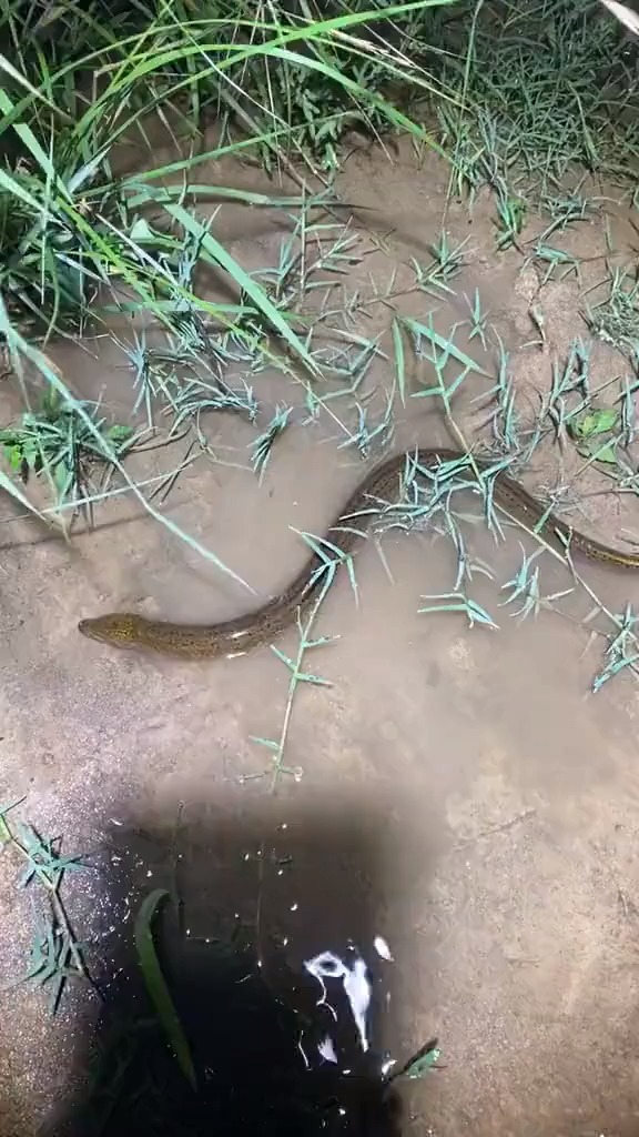 天黑了出来抓鳝鱼了.有来的没有?