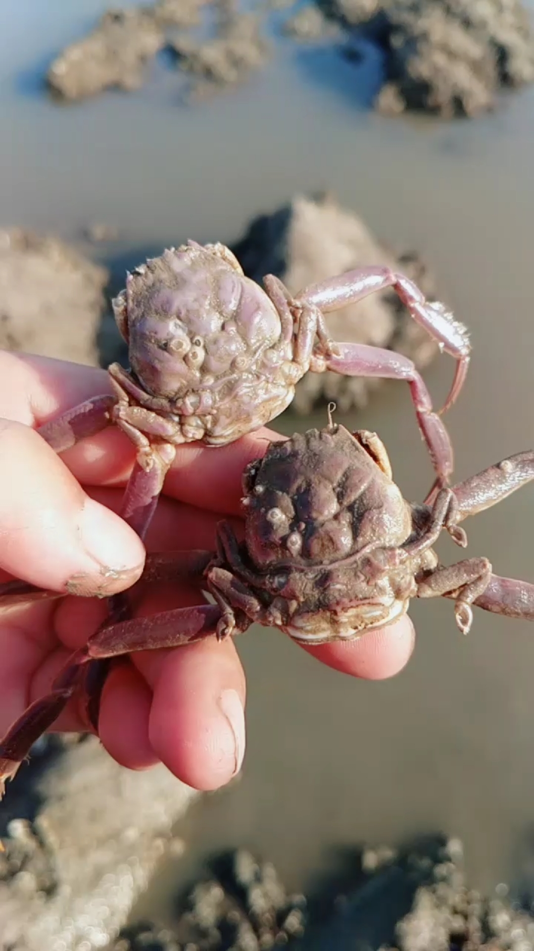 你好,九月#鬼头子蟹