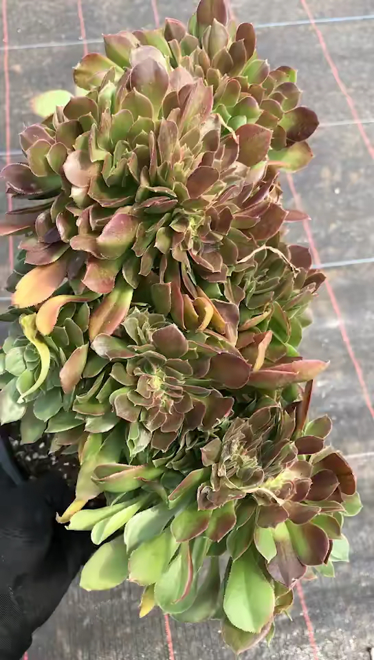 我要上热门#韶羞法师缀化,冠幅25cm