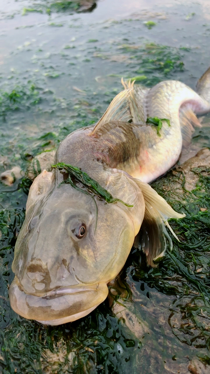 海边捡到的龙尾鱼,都说见到这种鱼会有很运气