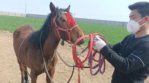 驯服烈马(2)想看如何驯服烈马的双击关注,感谢支持